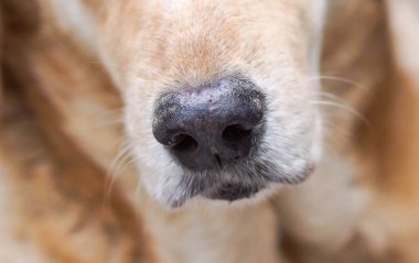 Tatlı bir köpek burun