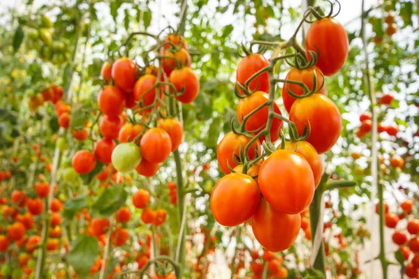 Red cherry tomato — Stock Photo, Image