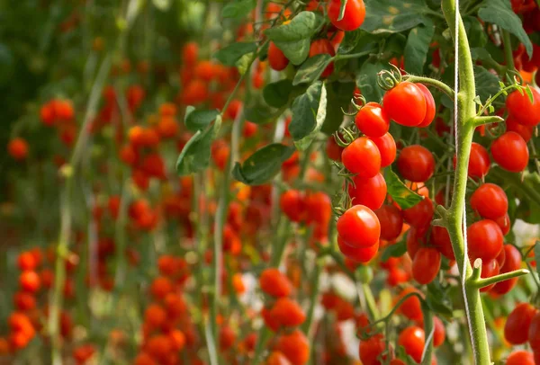 Красный помидор черри — стоковое фото