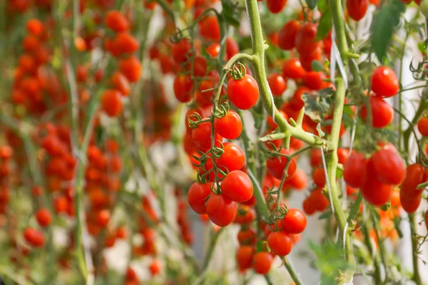 Red cherry tomato — Stock Photo, Image