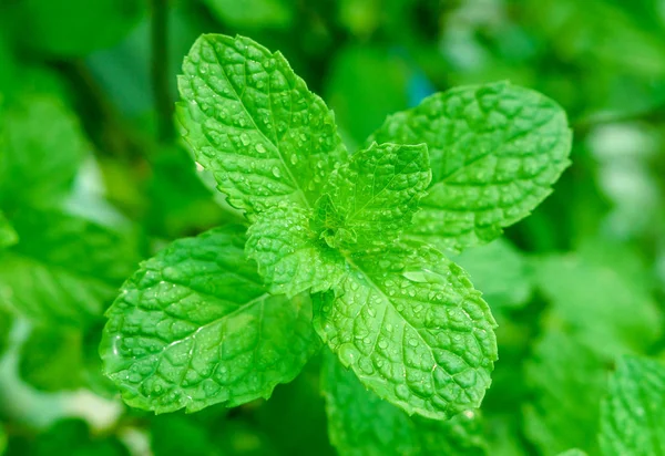 Green peppermint leaves — Stock Photo, Image