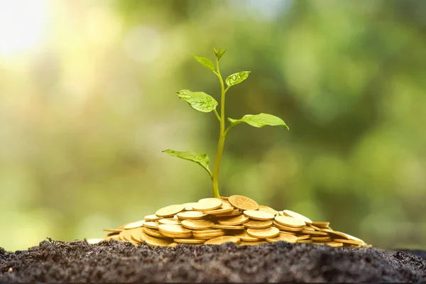 Un árbol que crece de la pila de monedas — Foto de Stock