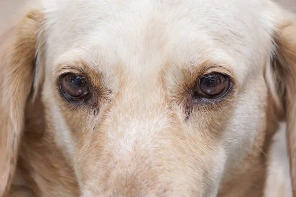 Собачьи глаза — стоковое фото