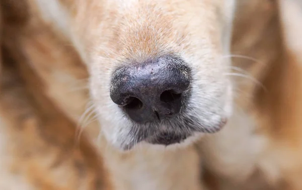 Крупный план собачьего носа — стоковое фото