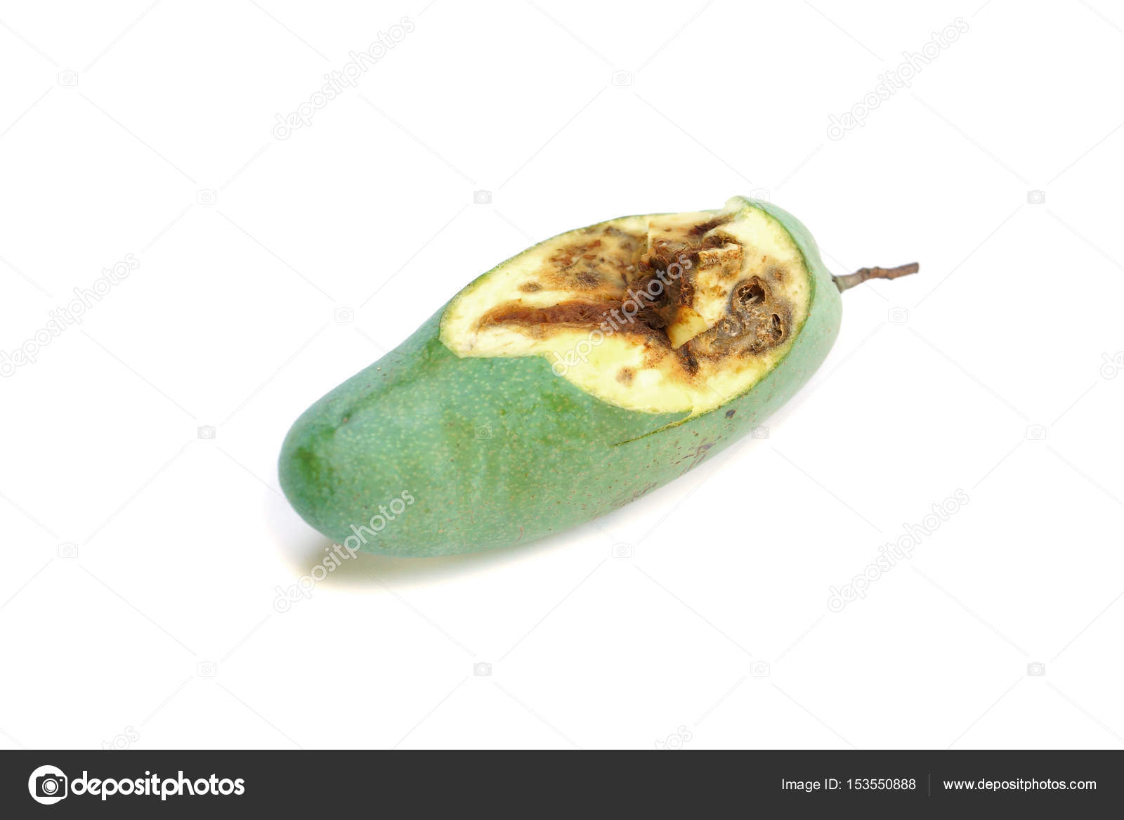 Rotten mango fruite isolated on a white background, Stock image