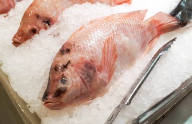 Buzda donmuş Nil Tiapia