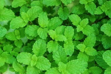 Yeşil nane yaprakları