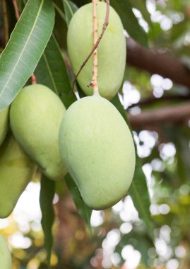 Mango ağacı üzerinde