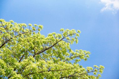 mavi gökyüzü arkaplanlı yeşil yapraklar