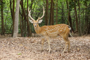 Hayvanat bahçesinde erkek geyik