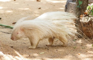Hayvanat Bahçesi beyaz kirpi