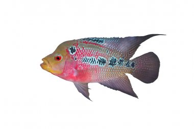 Flowerhorn Crossbreed Fish clipart