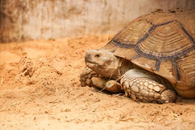 Sulcata kaplumbağa kum üzerinde