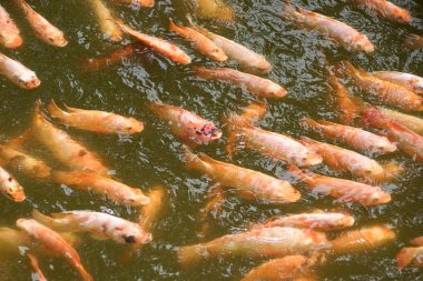 Nil Tiapia havuzda bir grup