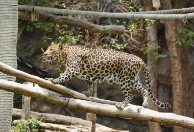 Büyük bir leopar ağaca tırmanma