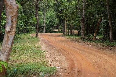 Patikadan bir orman yoluyla çalışan