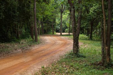 Patikadan bir orman yoluyla çalışan