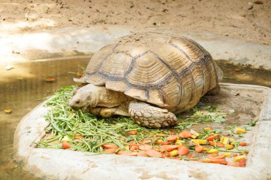 Sulcata kaplumbağa taze sebze yemek