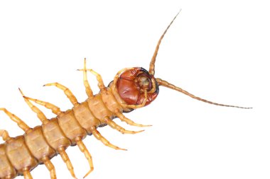 Bir cantipede closeup