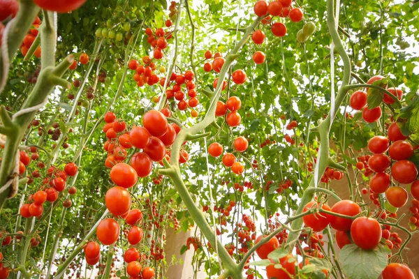 Кучка красных помидоров черри — стоковое фото
