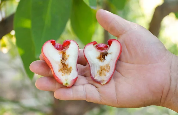 Een rotte appel van de rose — Stockfoto