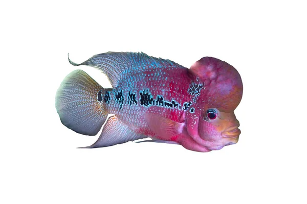 Mieszaniec Flowerhorn ryb — Zdjęcie stockowe