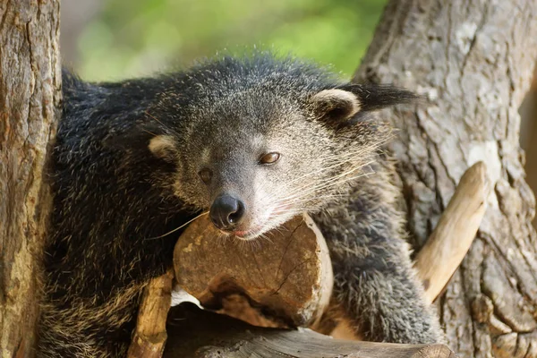 Bearcat sleeping on a tree — Stock Photo, Image