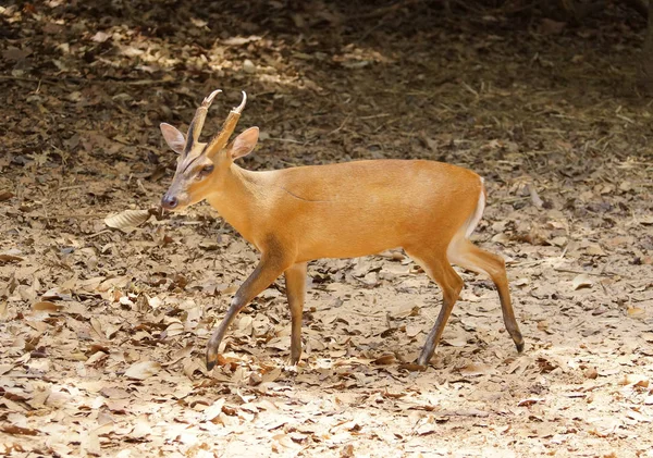 Cervo abbaiante allo zoo — Foto Stock