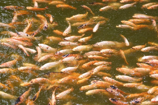 A group of Nile Tiapia in the pond — Stock Photo, Image