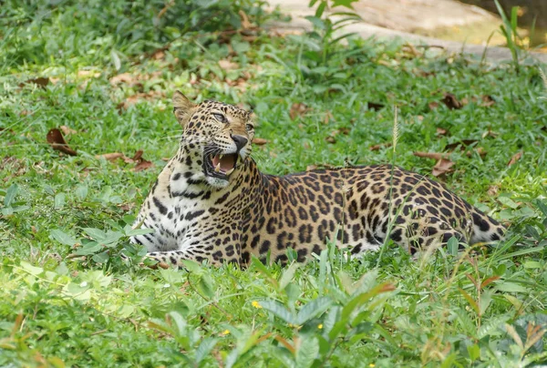 En fuldvoksen leopard - Stock-foto