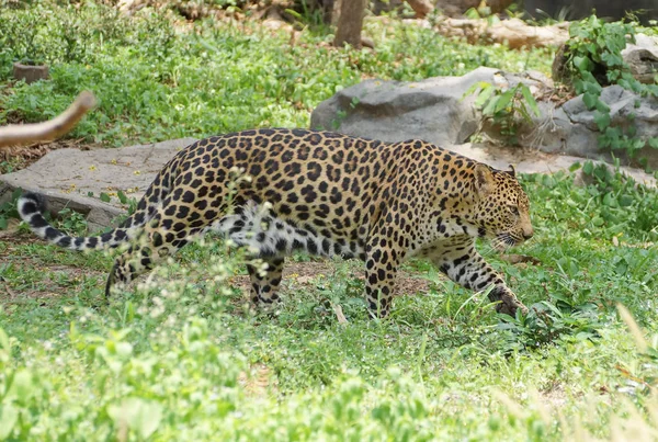 Ein ausgewachsener Leopard — Stockfoto