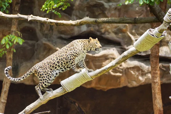 Ein großer Leopard klettert auf den Baum — Stockfoto