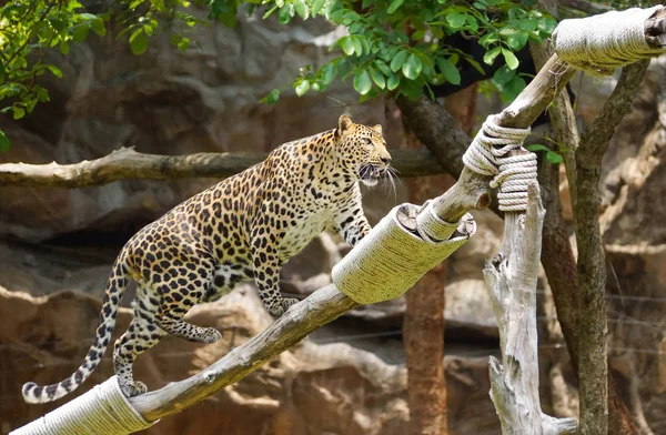 Ein großer Leopard klettert auf den Baum — Stockfoto