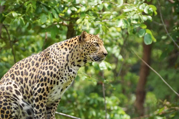 Ein ausgewachsener Leopard — Stockfoto