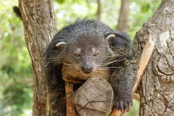 Bearcat sova på ett träd — Stockfoto