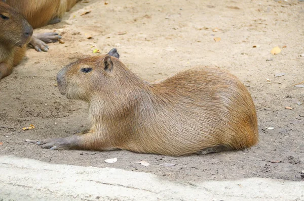 En kapybara från Afrika — Stockfoto