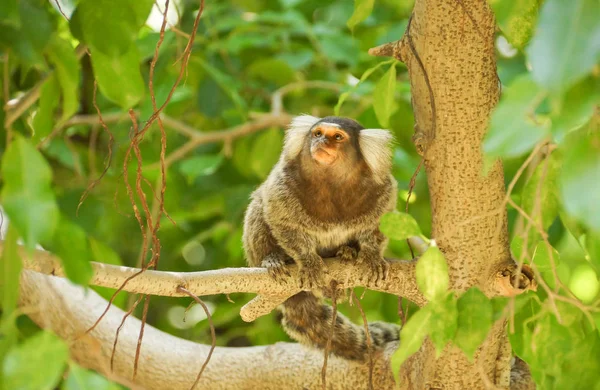 Marmoset comum sentado na árvore — Fotografia de Stock