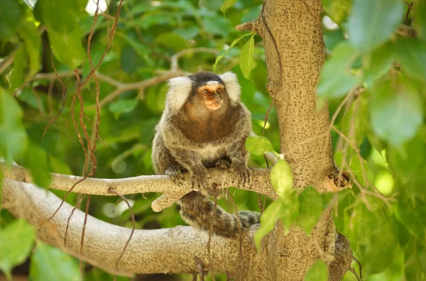 Macaquinho Bonito Sentado Galho Árvore — Fotografia de Stock