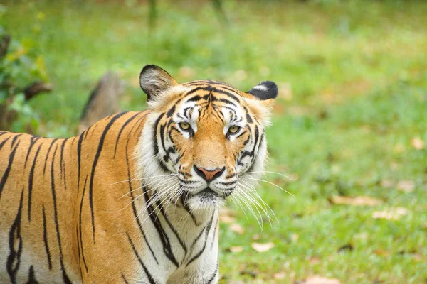 Een Bengaalse tijger — Stockfoto