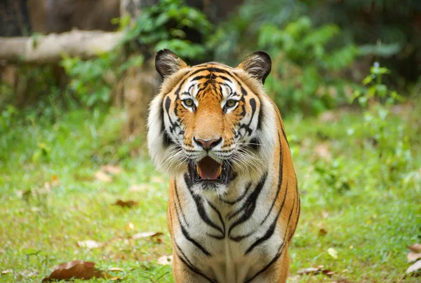 Una tigre del Bengala — Foto Stock