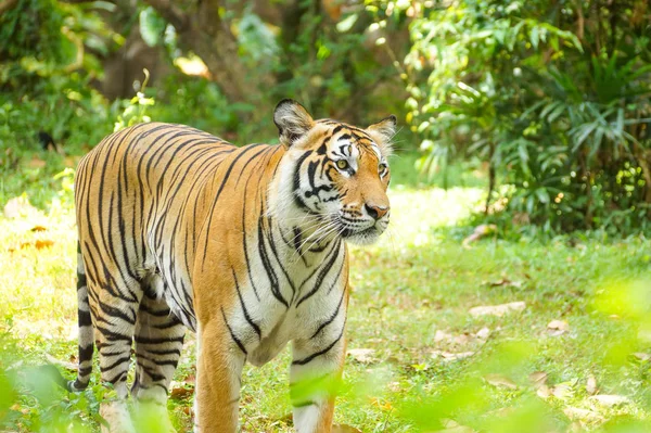 Um tigre de Bengala — Fotografia de Stock