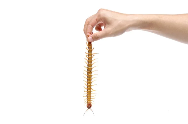 Hand holding a centipede — Stock Photo, Image