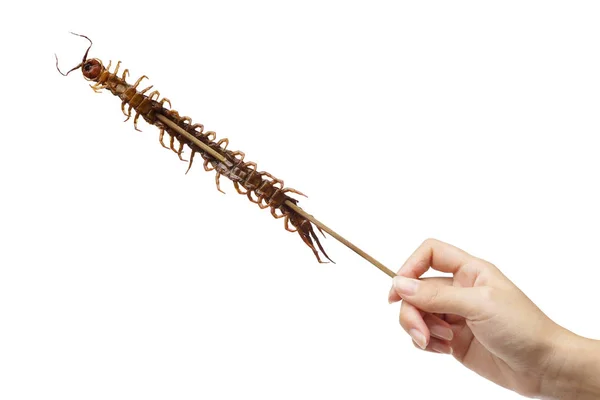 Fried centipede in a wooden stick — Stock Photo, Image