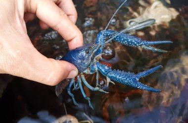 Bir kerevit tutan el 