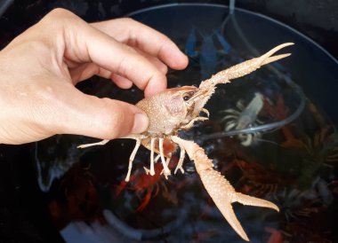 Bir kerevit tutan el 