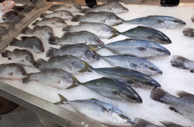 Taze deniz balığı buz durak üzerinde