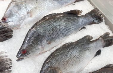 Donmuş dev seaperch