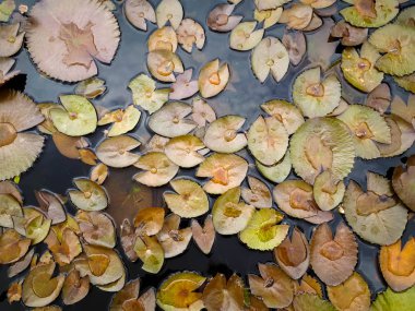 Lotus yaprağı arka plan