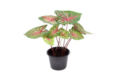 Bir bardak caladium bitki