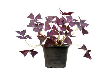 Oxalis in a pot  clipart